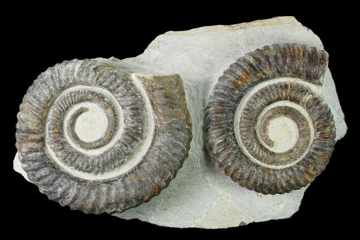 Two Devonian Ammonites (Anetoceras) Fossils - Tazarine, Morocco #146921